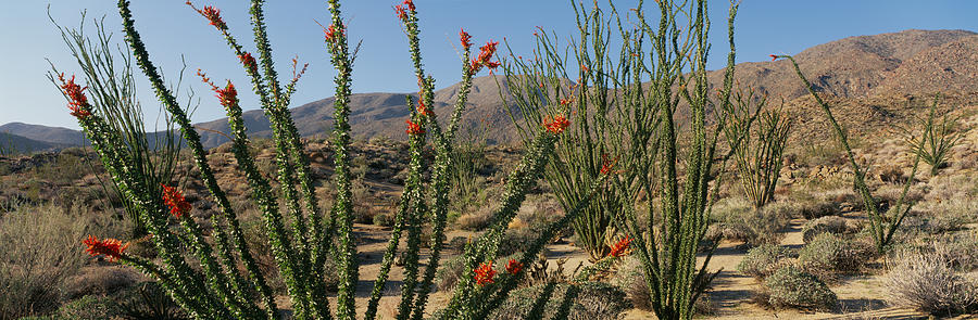 Nature Photograph - Ocotillo Anza Borrego Desert State Park by Panoramic Images