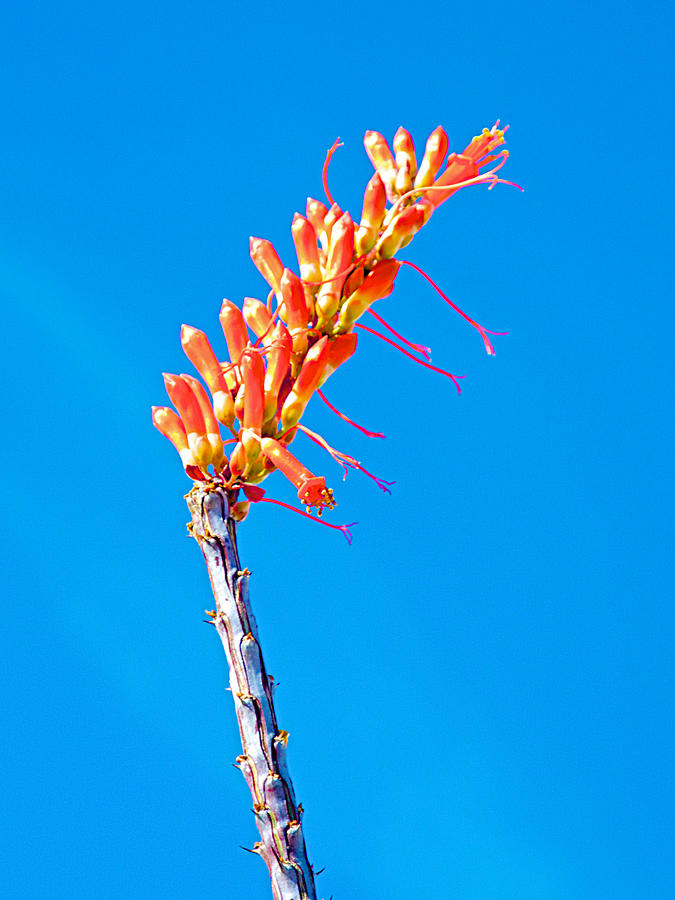 Ocotillo Blossom at Top of Ladder Canyon Trail in Mecca Hills, California Photograph by Ruth Hager