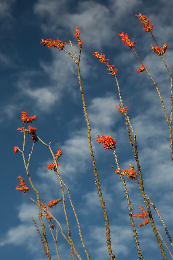 Ocotillo Cactus (fouquieria Splendens) In Bloom Photograph by Jim West/science Photo Library