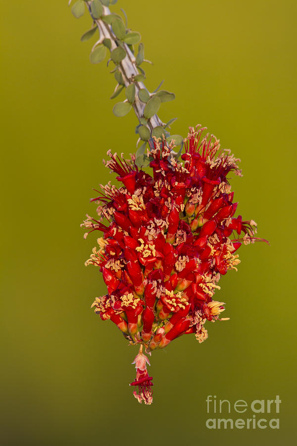Ocotillo flower Photograph by Bryan Keil