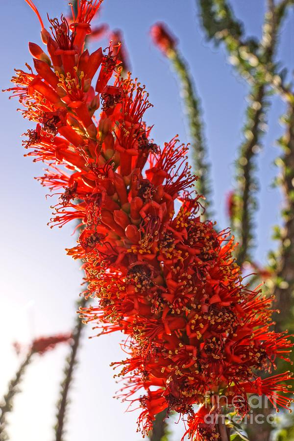 Ocotillo Flower Photograph by Kerri Mortenson