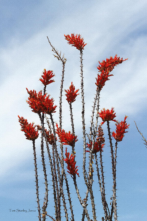 Ocotillo In Arizona In Bloom Photograph by Tom Janca