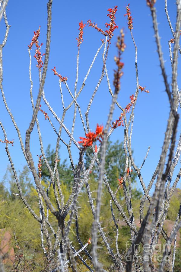 Cactus Photograph - Ocotillo by Mary Rogers