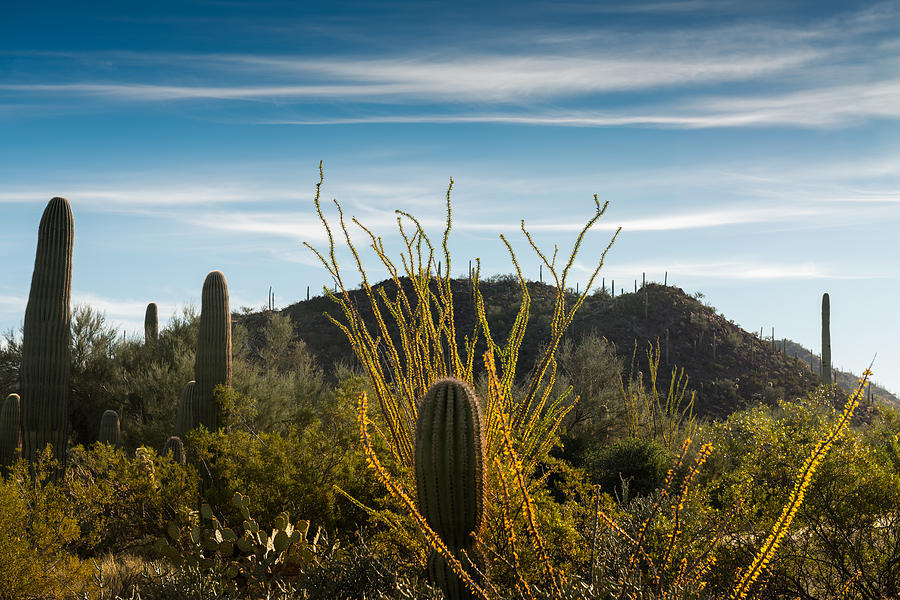 Saguaro National Park Photograph - Ocotillo Morning by Joseph Smith