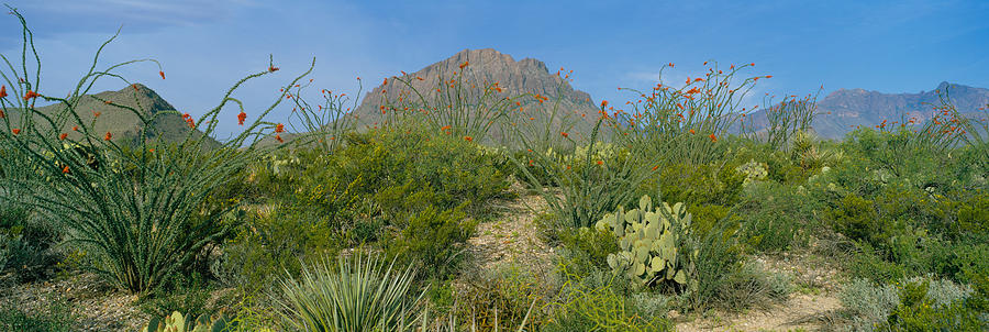 Big Bend National Park Photograph - Ocotillo Plants In A Park, Big Bend by Panoramic Images