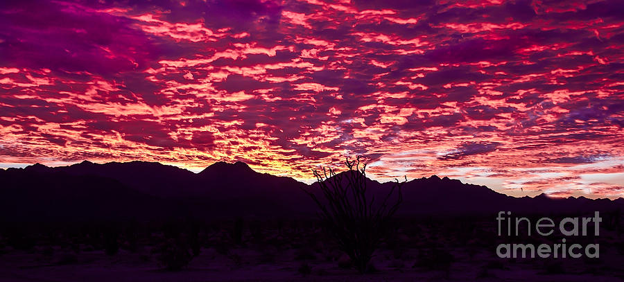 Ocotillo Sunrise Photograph by Robert Bales