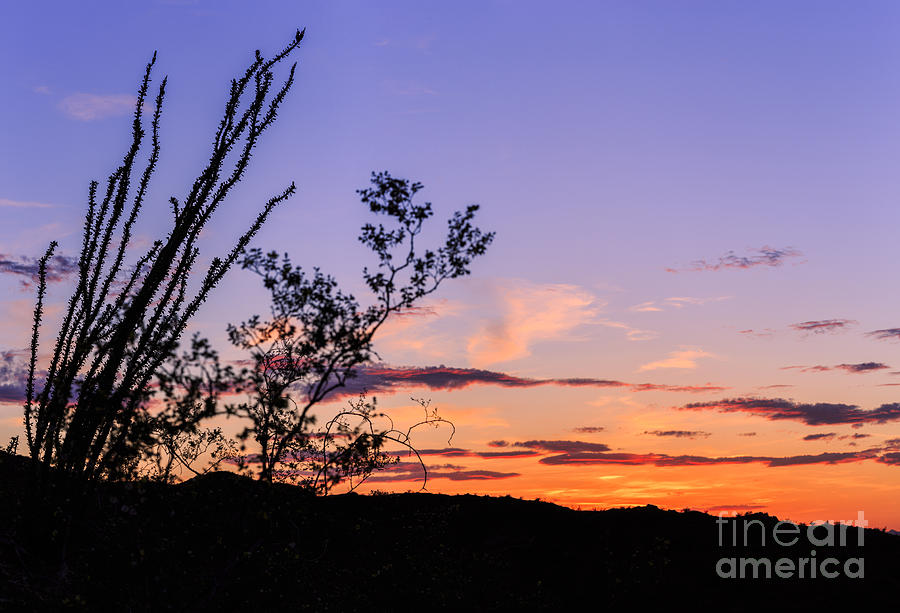 Ocotillo sunset Photograph by Ken Brown