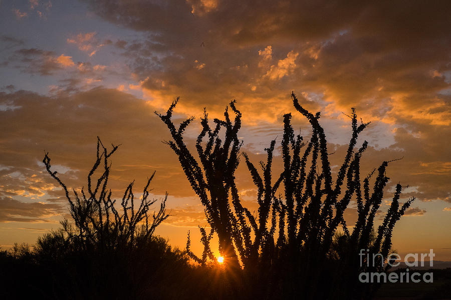 Ocotillo Sunset Photograph by Marianne Jensen