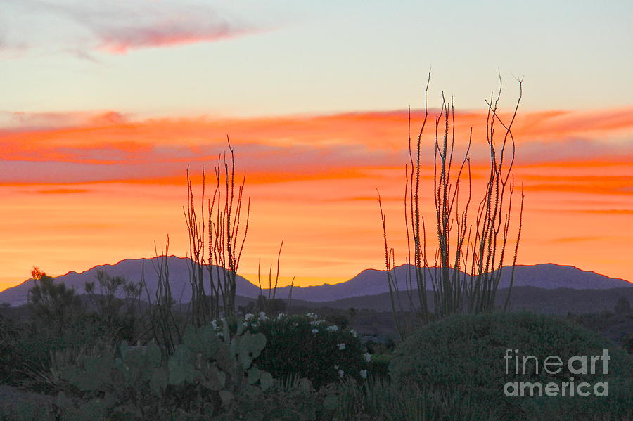 Ocotillo Sunset Photograph by Suzanne Oesterling