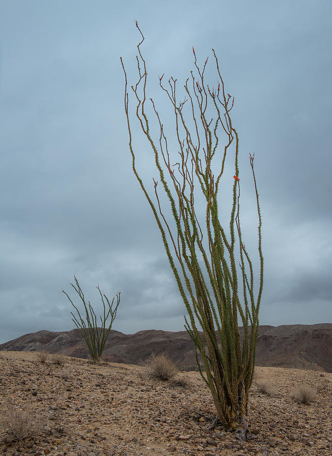 Ocotillo with Bloom Photograph by Joseph Smith