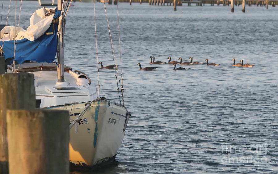 Boat Photograph - Ocracoke Boats and Birds by Cathy Lindsey