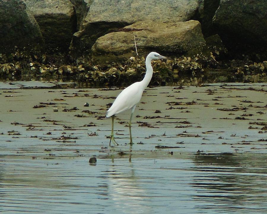 Ocracoke Island Bird 8/04 Photograph by Mark Lemmon - Fine Art America