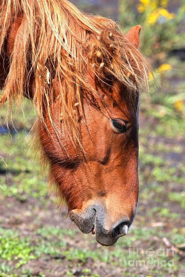 Brown Horse Photograph - Ocracoke Island Pony by Adam Jewell