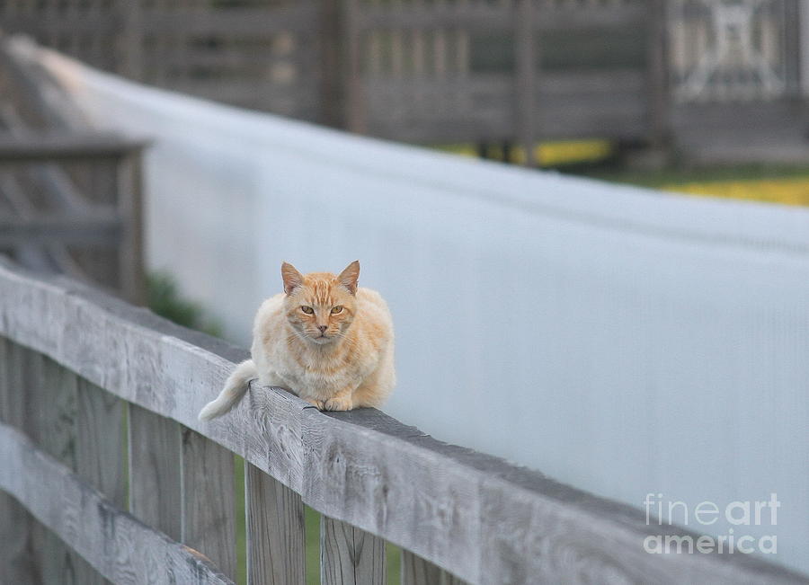 Cat Photograph - Ocracoke Light Cat by Cathy Lindsey