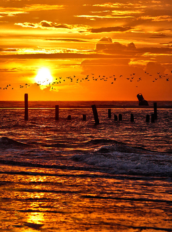 Ocracoke Outer Banks - Bird Flock at Sunrise Photograph by Dan Carmichael