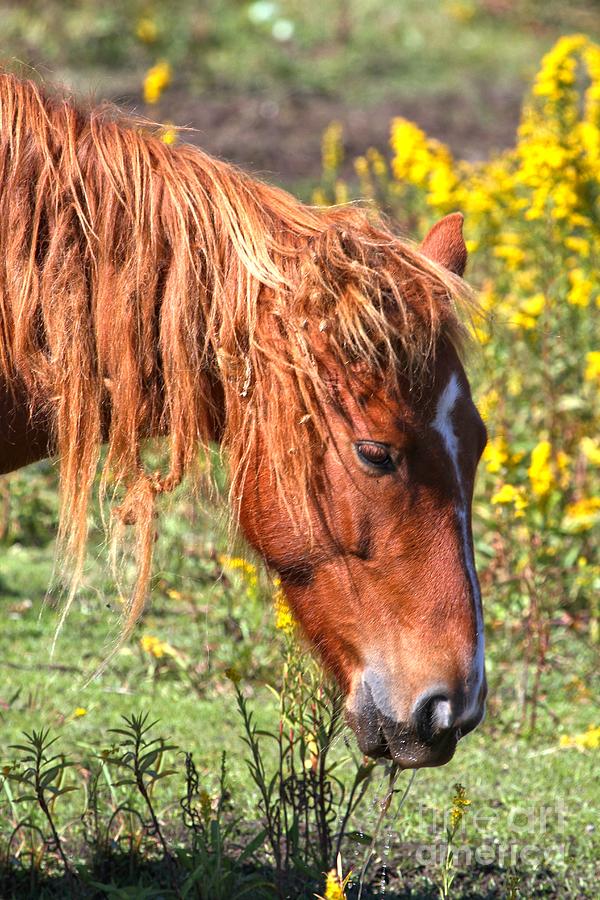 Ocracoke Pony With Yellow Flowers Photograph by Adam Jewell