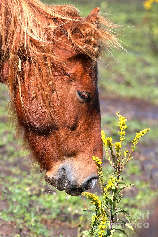 Ocracoke Wild Pony Photograph by Adam Jewell