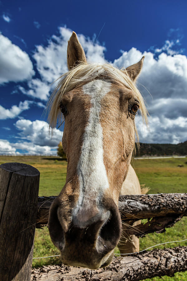 October 1, 2016 - Close Up Horse Snoot Photograph by Panoramic Images