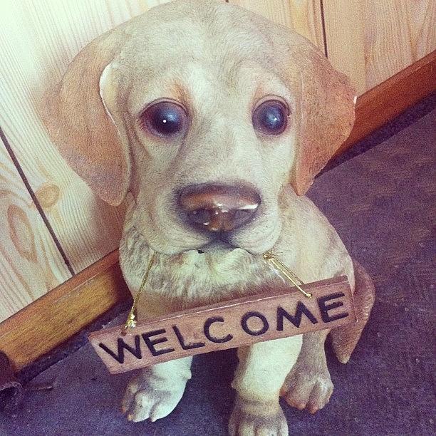 Welcome Photograph - October 25th ~ Welcome...
his Bark Is by Stacey Moles