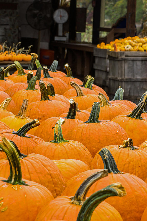 Pumpkin Photograph - October at the Farm - Pumpkins by Photographic Arts And Design Studio