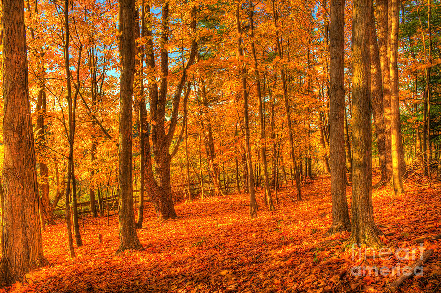 October Autumn Forest Photograph by Jim Lepard