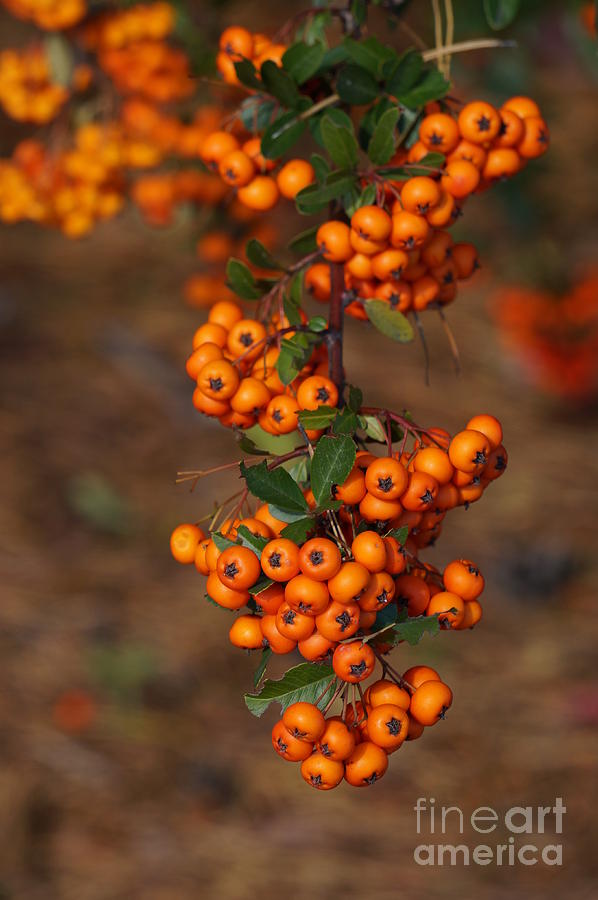 Fall Photograph - October berries by Zori Minkova