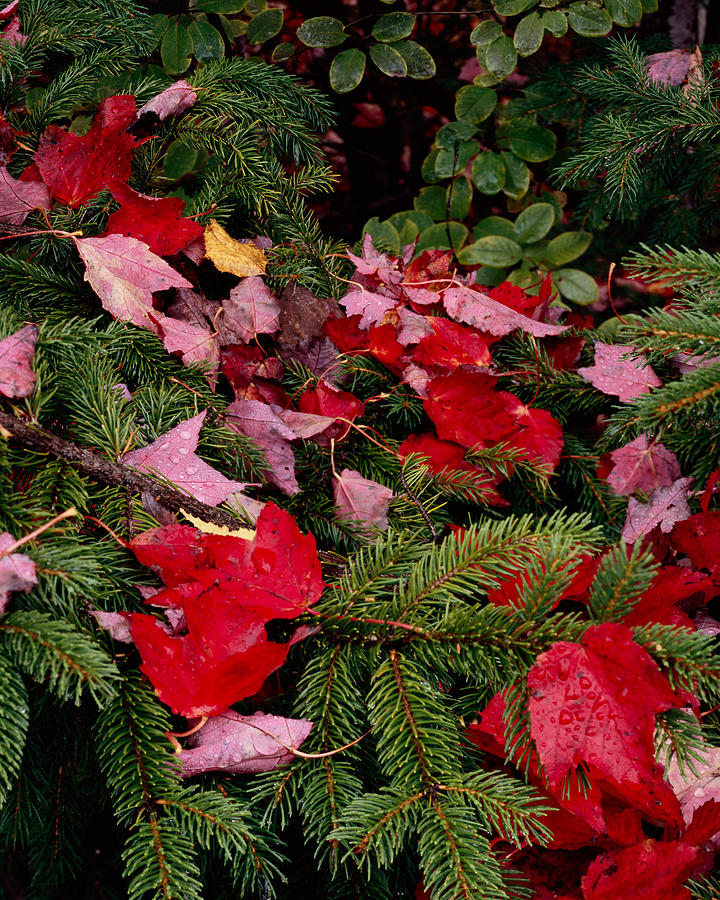October Christmas Colors Photograph by Tom Daniel