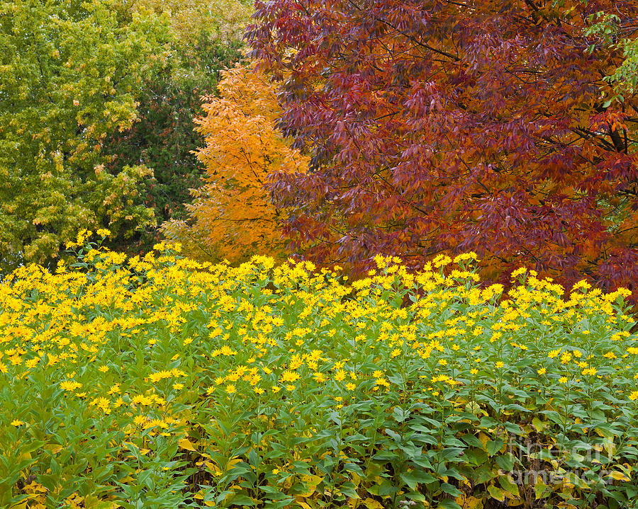 Fall Photograph - October Color Palette by Alan L Graham