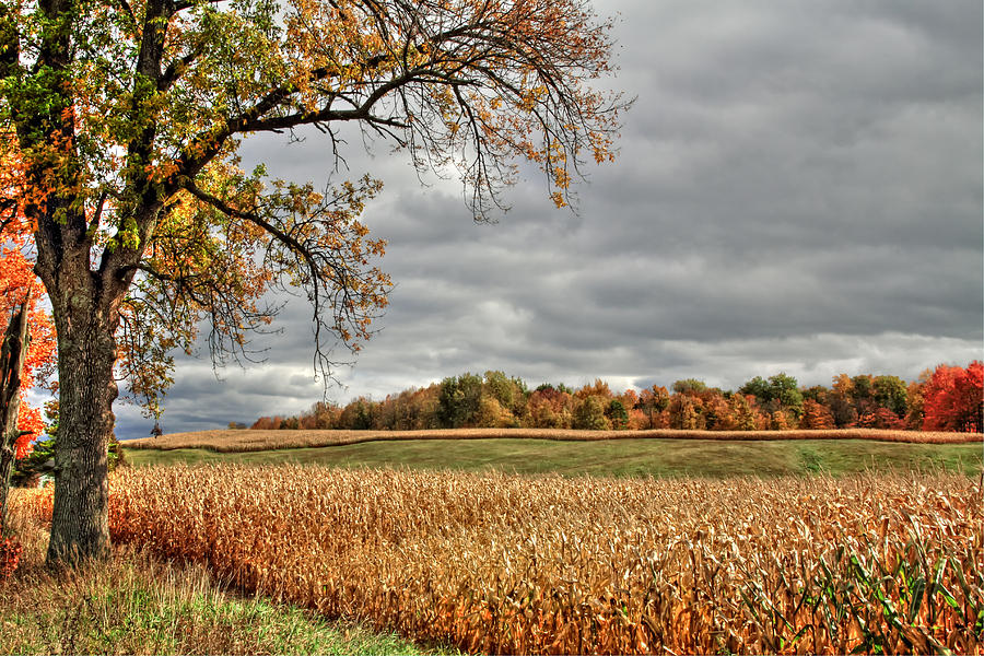 October Corn Field Photograph by Richard Gregurich