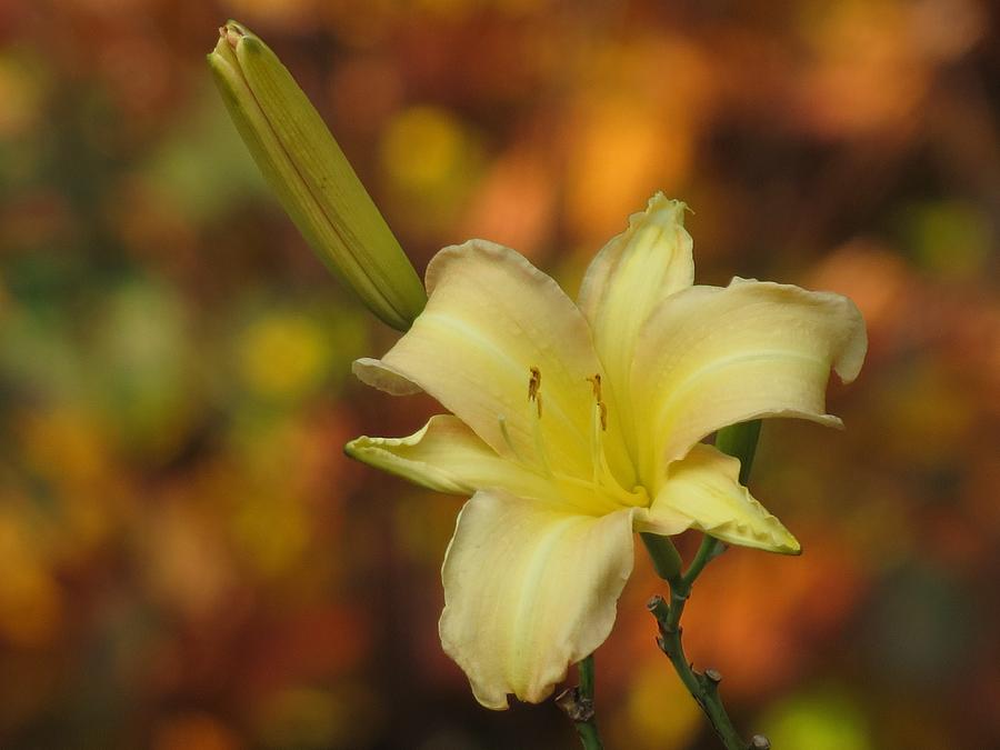 Lily Photograph - October Daylily by MTBobbins Photography