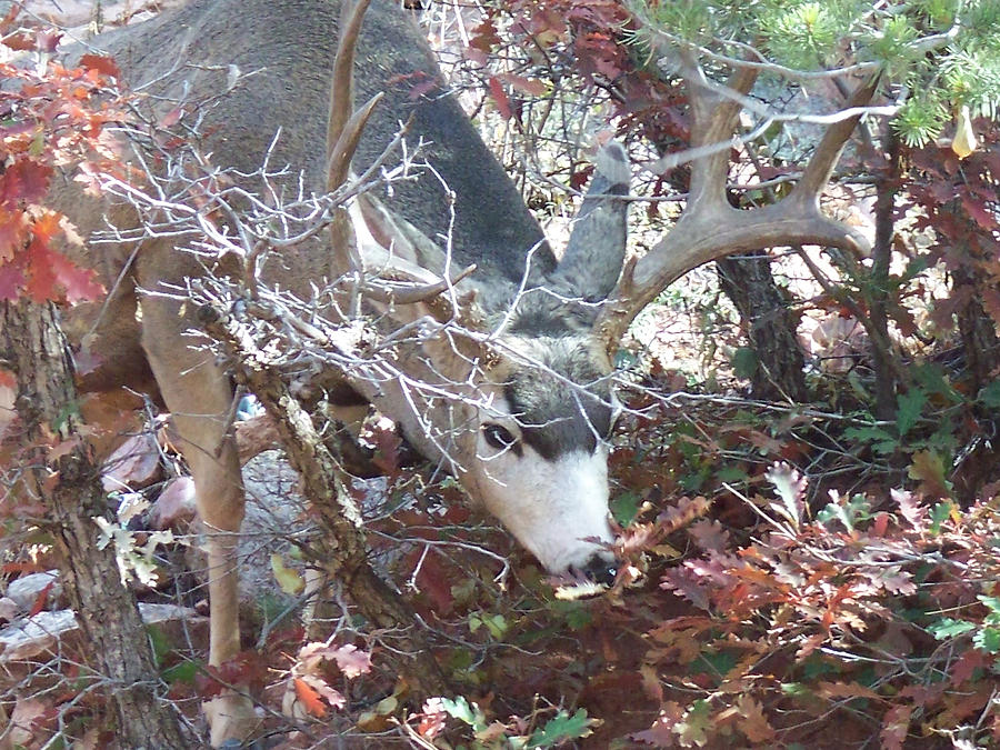 October Deer III Photograph by Lanita Williams