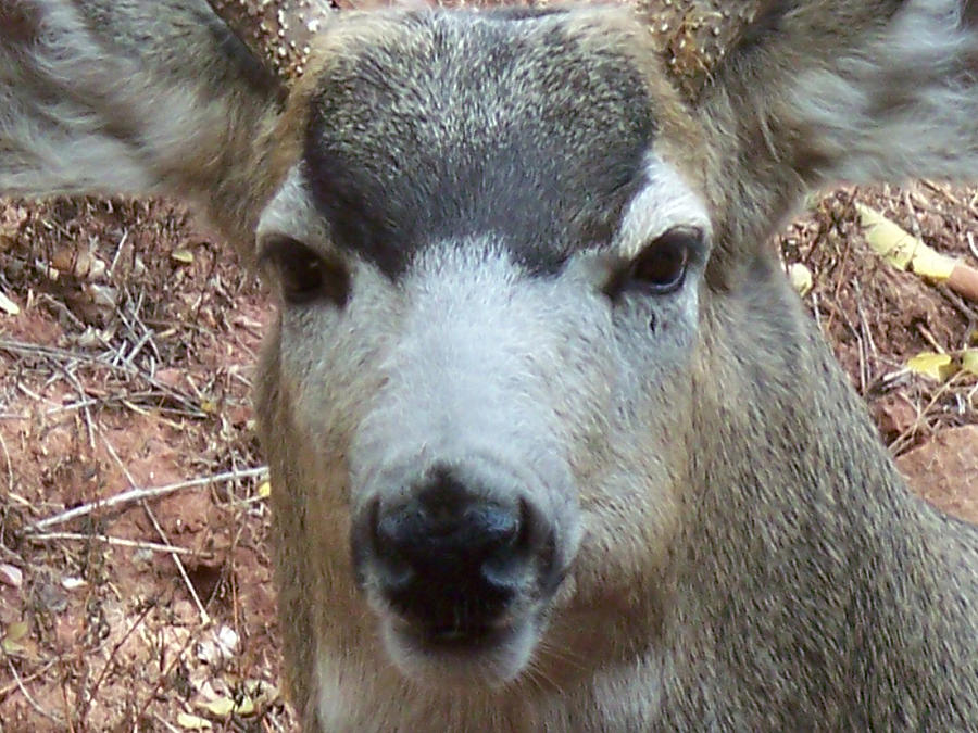 October Deer IV Photograph by Lanita Williams