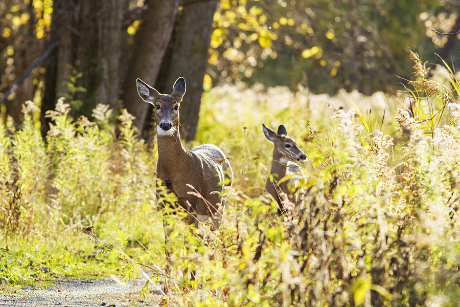 October Deer Photograph by Mircea Costina Photography