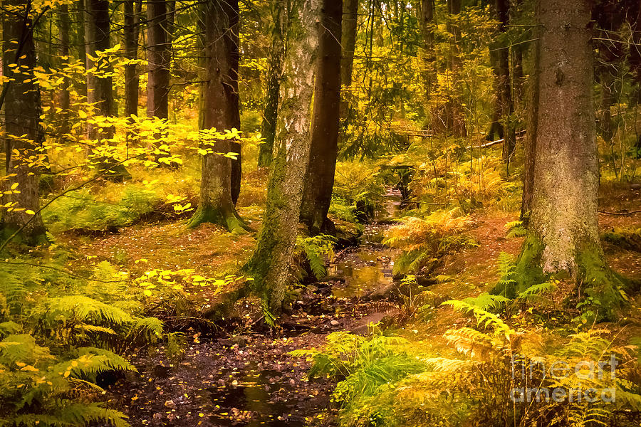 October Forest Photograph by Lutz Baar