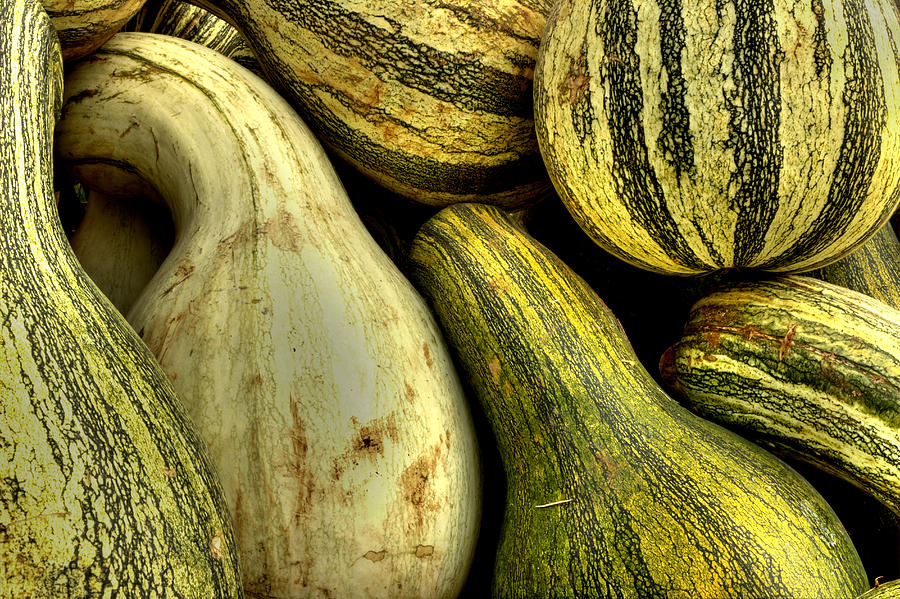 October Gourds Photograph by Michael Eingle