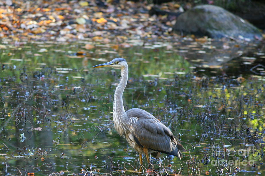 October Heron  Photograph by Neal Eslinger