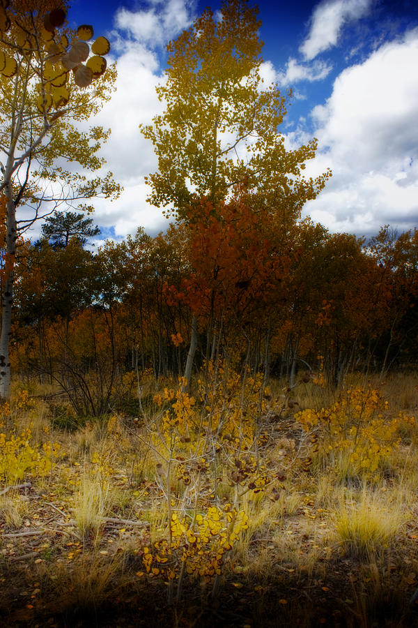 October In Colorado Photograph by Ellen Heaverlo