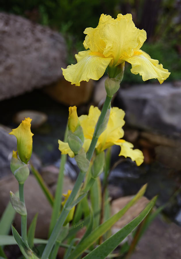 October Iris Photograph by Penny Lisowski