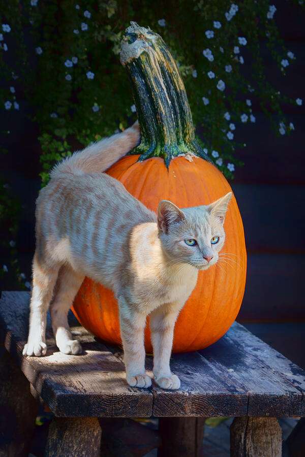 Pumpkin Photograph - October Kitten #1 by Nikolyn McDonald