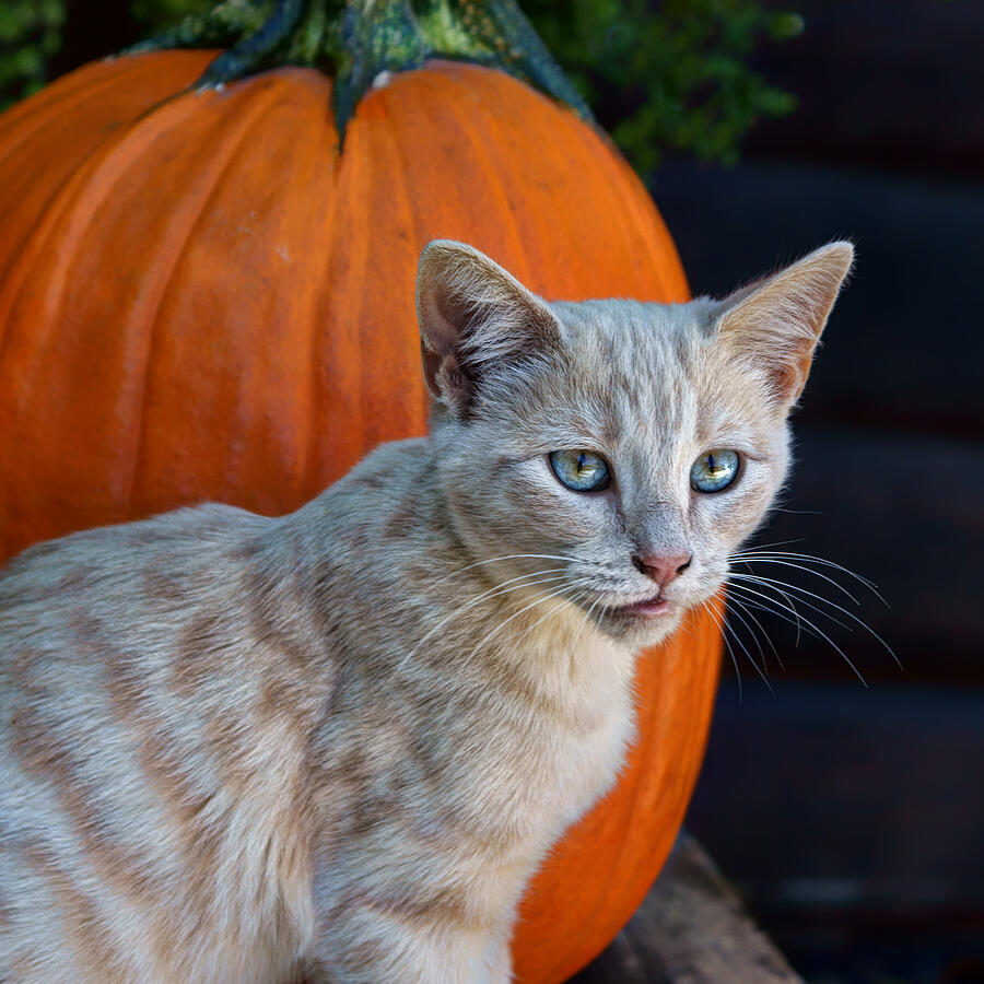 October Kitten #3 Photograph by Nikolyn McDonald