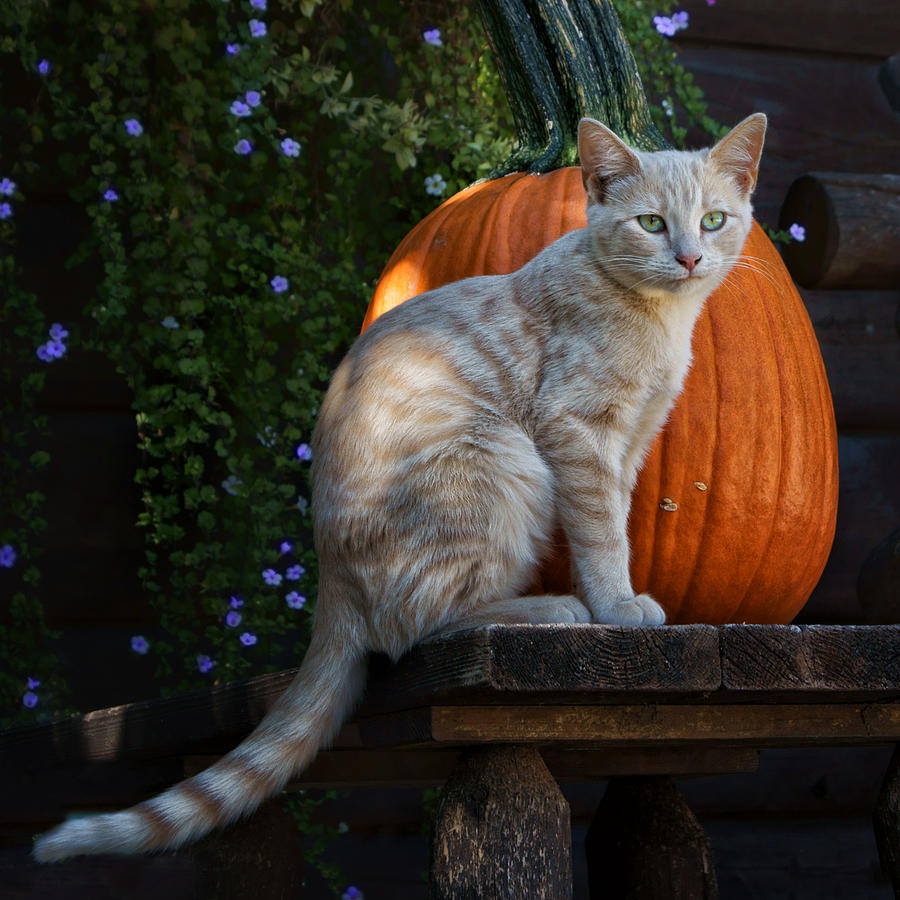 October Kitten #4 Photograph by Nikolyn McDonald