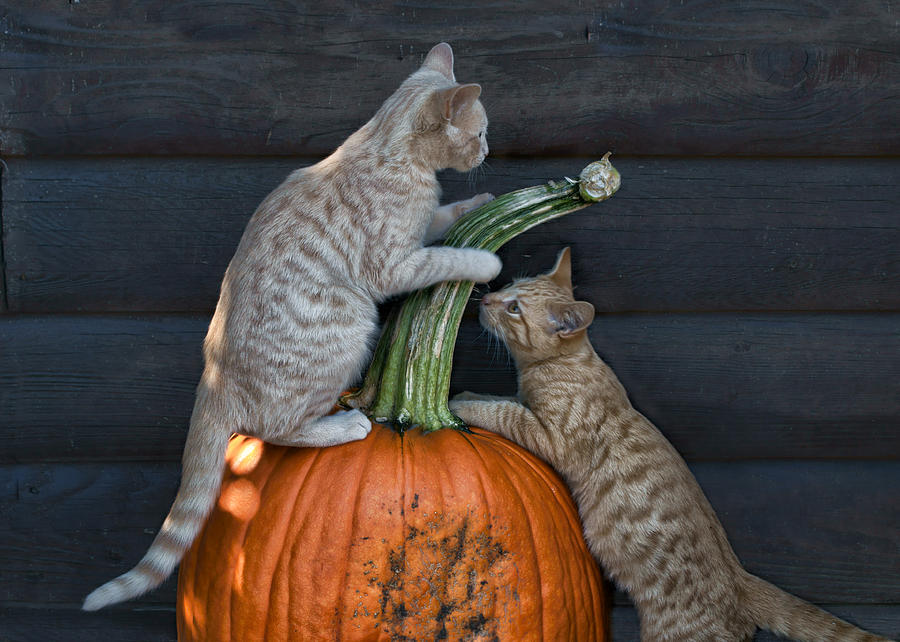 Pumpkin Photograph - October Kittens by Nikolyn McDonald