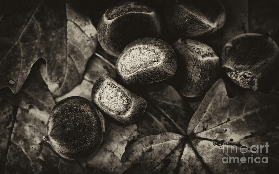October Leaves and Chestnuts Photograph by Wilma  Birdwell