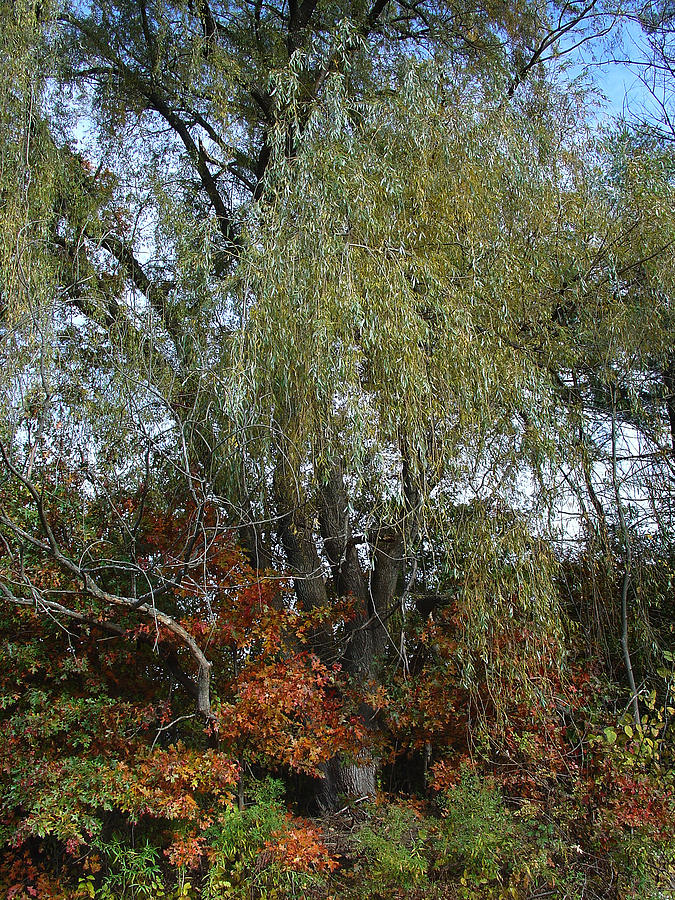 October Meets the Oak and Tempts the Willow Photograph by Terrance DePietro