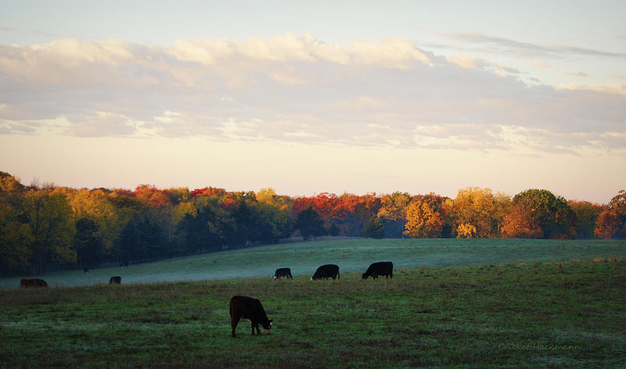 Cow Photograph - October Morning by Cricket Hackmann