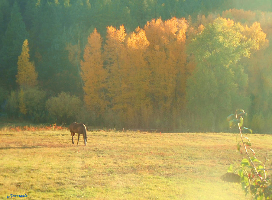 October Pasture Photograph by Anastasia Savage Ealy