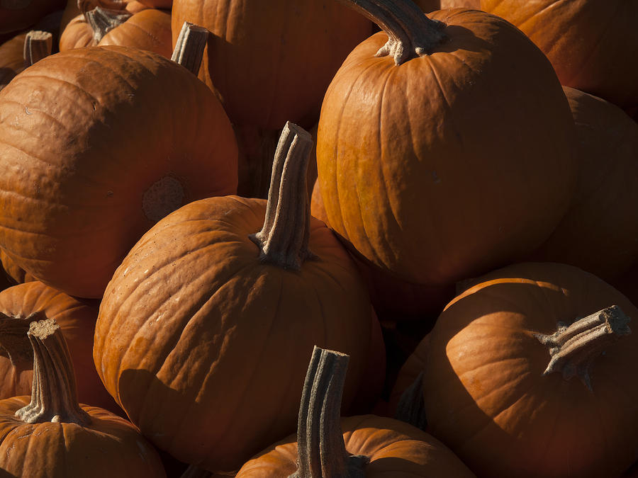 October Pumpkins Photograph by Derek Dean