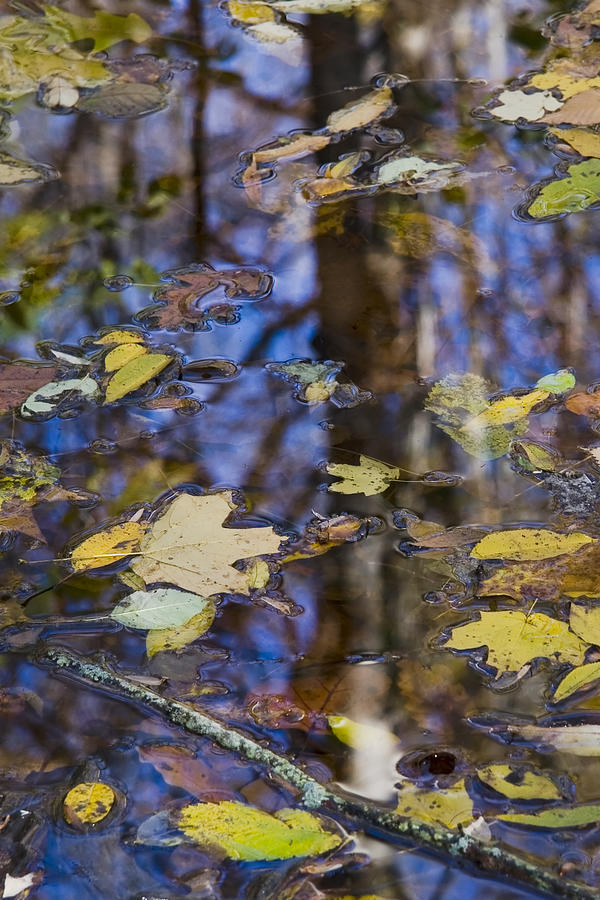 October reflections Photograph by Alexey Stiop