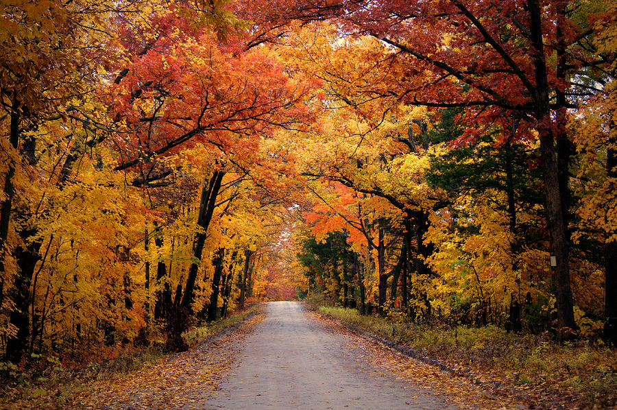 Fall Photograph - October Road by Cricket Hackmann