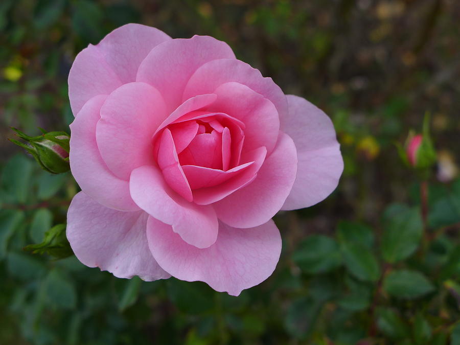 October Rose Photograph